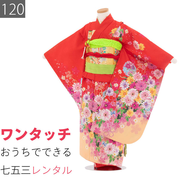 七五三着物7歳女の子120サイズレンタル四つ身着物(着付け簡単)赤菊桜の画像